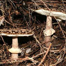 Image of Amanita nothofagi G. Stev. 1962