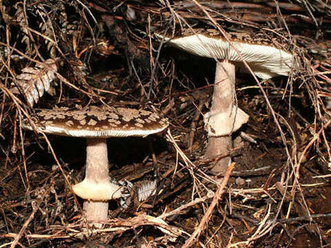 Plancia ëd Amanita nothofagi G. Stev. 1962