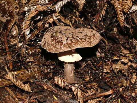 Image of Amanita nothofagi G. Stev. 1962