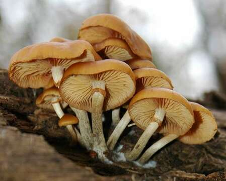 Image of Galerina