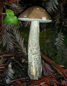 Image of Leccinum