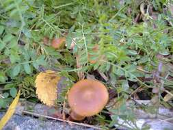 Image of Psilocybe