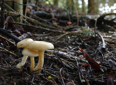 صورة Singerocybe