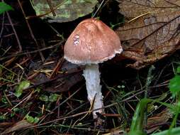 Image of Lepiota