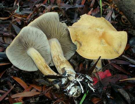 Image de Agrocybe