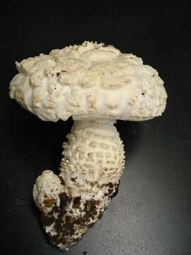 Image of Amanita magniverrucata Thiers & Ammirati 1982