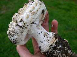 Image of Amanita magniverrucata Thiers & Ammirati 1982