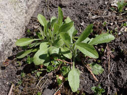 Image of Canadian Horseweed