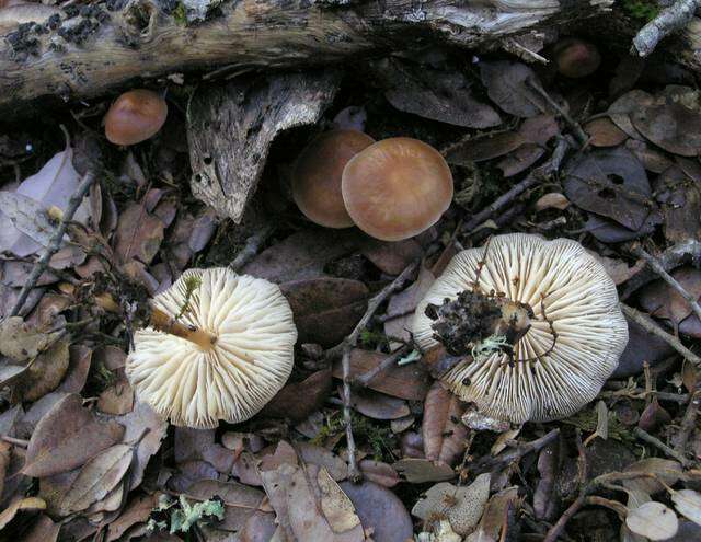 Image of Omphalotaceae