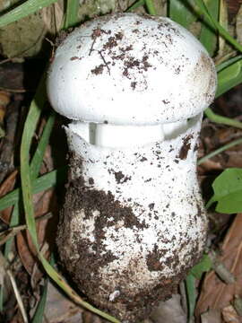 Image of Western North American Destroying Angel