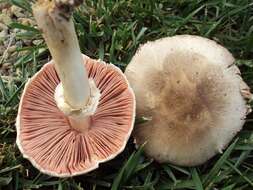 Imagem de Agaricus californicus Peck 1895