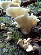 Image of Pleurotus