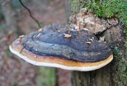 Image of Fomitopsis