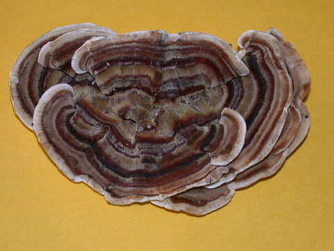 Image of Trametes