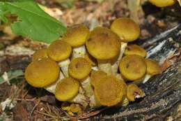 Image of Honey Fungus