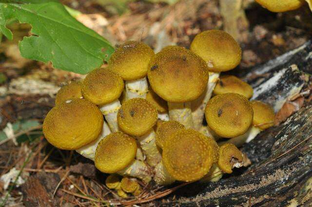 Image of Honey Fungus