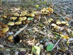 Image of Psilocybe