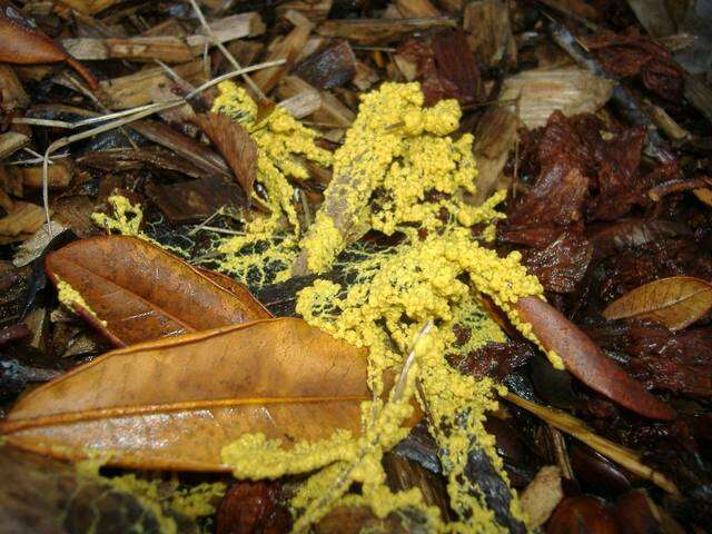 Image of Egg-shell Slime Mold