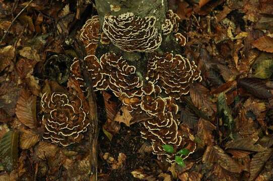 Image of Trametes