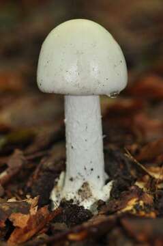 Image of Amanita bisporigera G. F. Atk. 1906