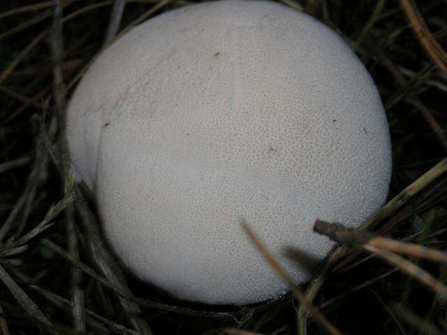 Imagem de Lycoperdon