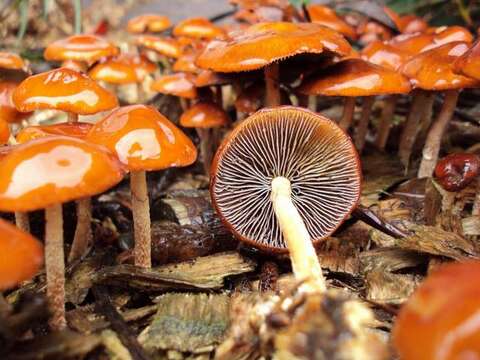 Image of Leratiomyces