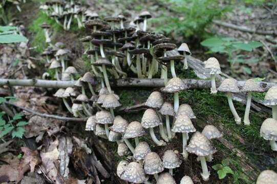 Plancia ëd Coprinopsis variegata (Peck) Redhead, Vilgalys & Moncalvo 2001