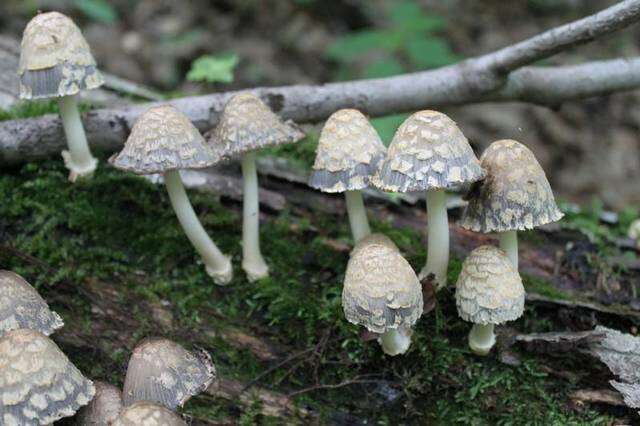 Plancia ëd Coprinopsis variegata (Peck) Redhead, Vilgalys & Moncalvo 2001