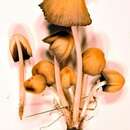 Image of Coprinellus truncorum (Scop.) Redhead, Vilgalys & Moncalvo 2001