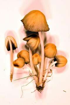 Imagem de Coprinellus