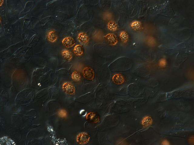 Слика од Strobilomyces