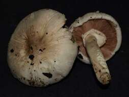 Imagem de Agaricus californicus Peck 1895