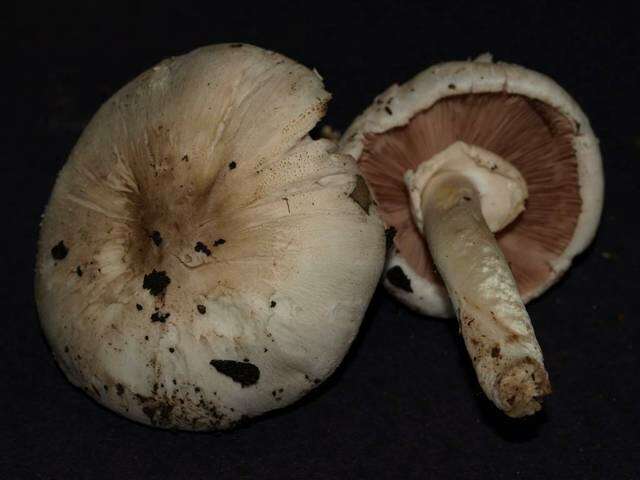 Imagem de Agaricus californicus Peck 1895