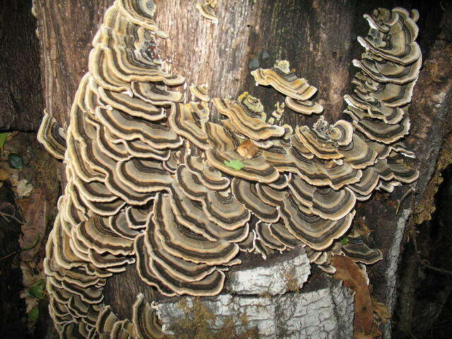 Image of Trametes