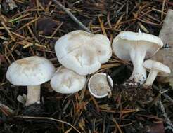 Image of Clitocybe