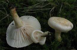 Image of Inocybe terrigena (Fr.) Kuyper 1985