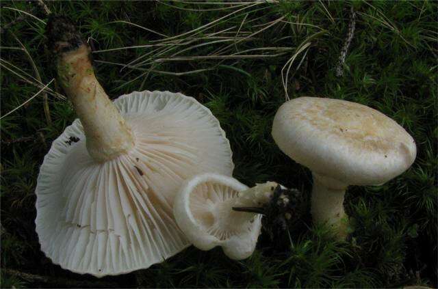 Image of Inocybe terrigena (Fr.) Kuyper 1985