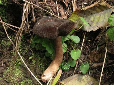 Imagem de Lactarius fallax A. H. Sm. & Hesler 1962