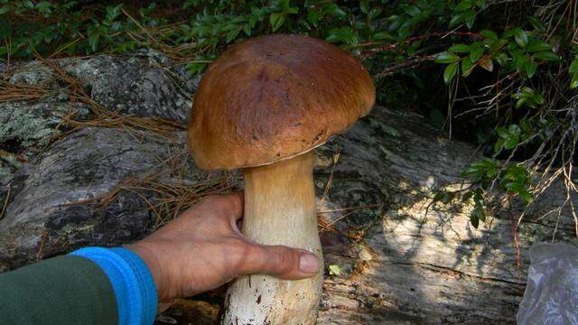 Image of Boletus