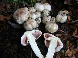 Imagem de Agaricus californicus Peck 1895