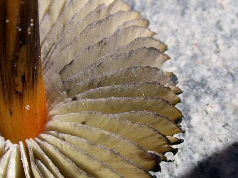 Image of Hygrocybe singeri (A. H. Sm. & Hesler) Singer 1958