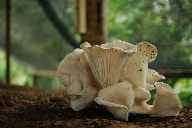 Image of Pleurotus