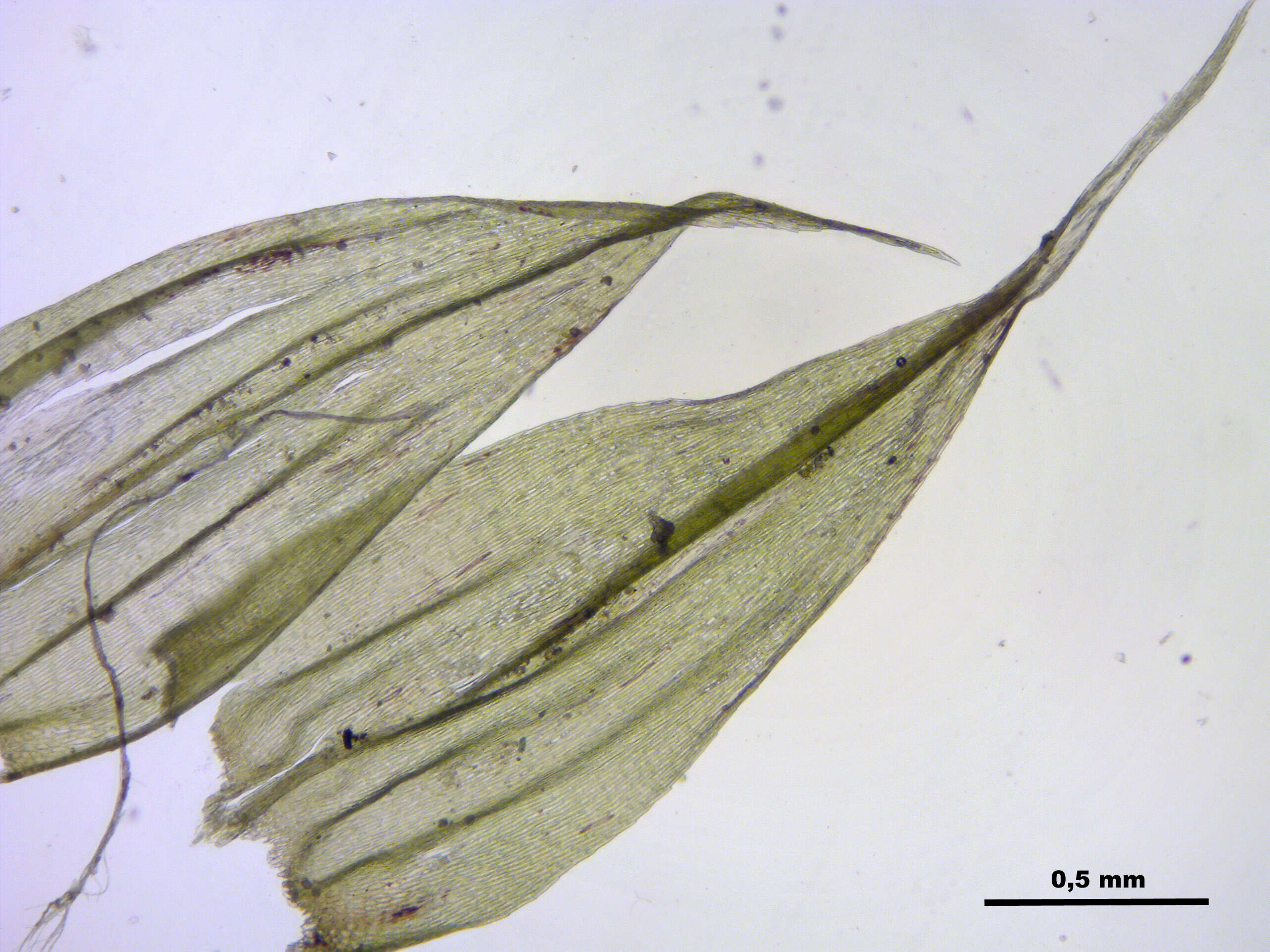 صورة Brachythecium salebrosum W. P. Schimper ex B. S. G. 1853