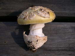 Image of Amanita vernicoccora Bojantchev & R. M. Davis 2011