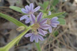 Image of Scaevola anchusifolia Benth.