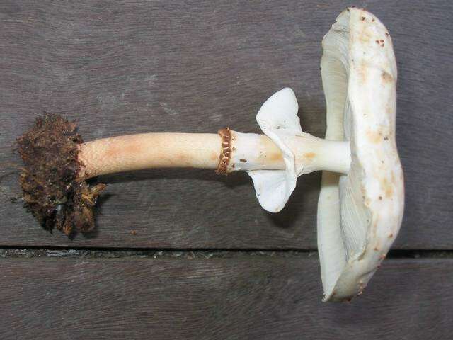 Image of Cystolepiota