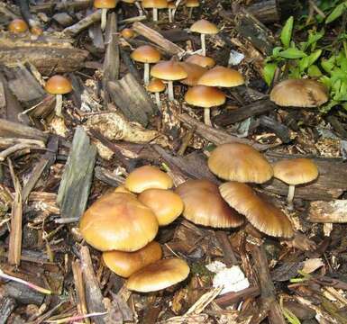 Image of Psilocybe