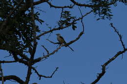 Image of Scissor-tailed Flycatcher