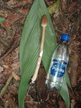 Слика од Macrolepiota colombiana Franco-Mol. 1999