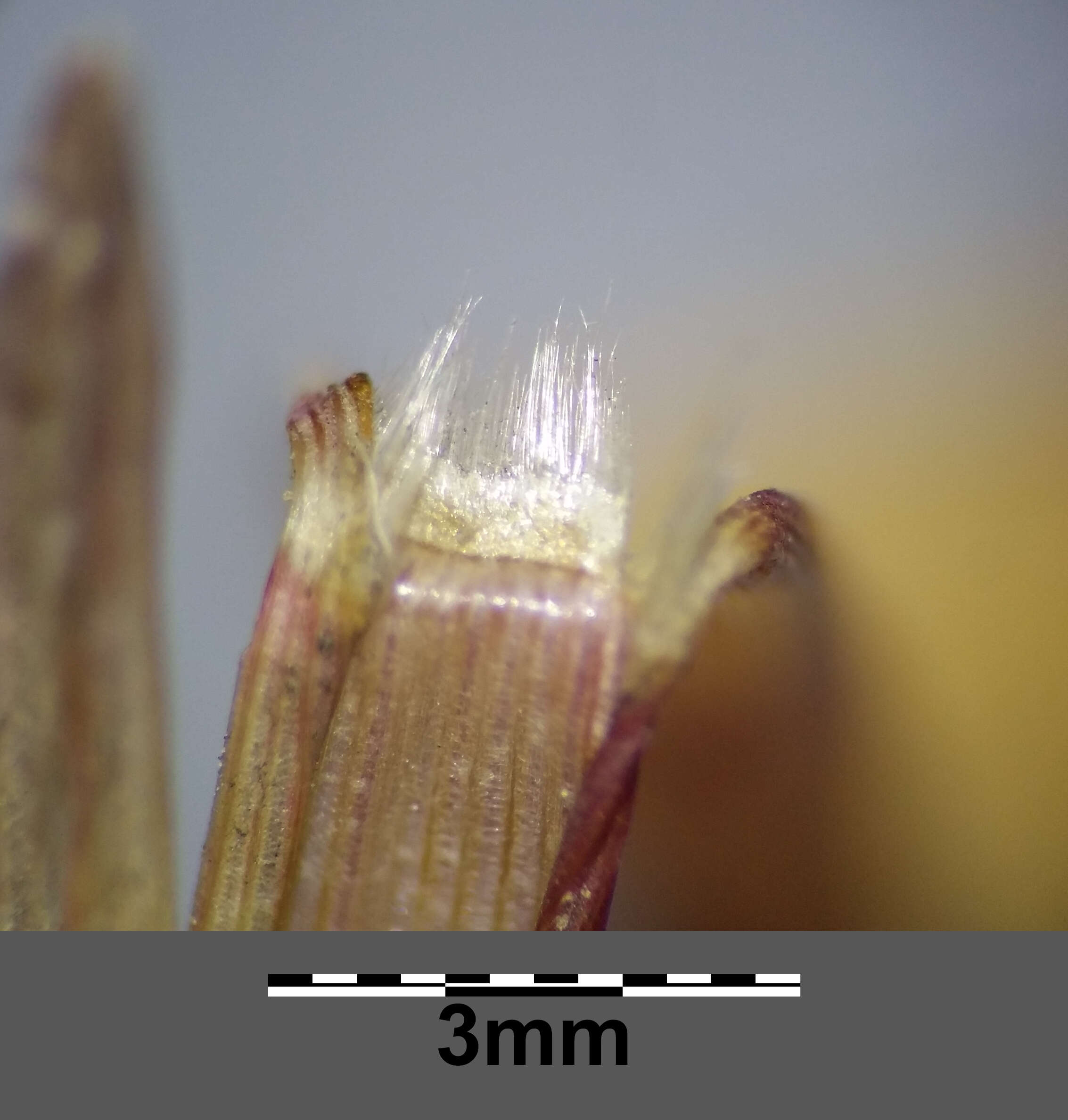 Imagem de Panicum dichotomiflorum Michx.